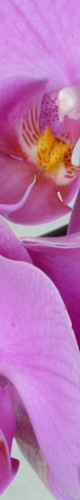 Orchidee, 
	Foto: Georg J�rges